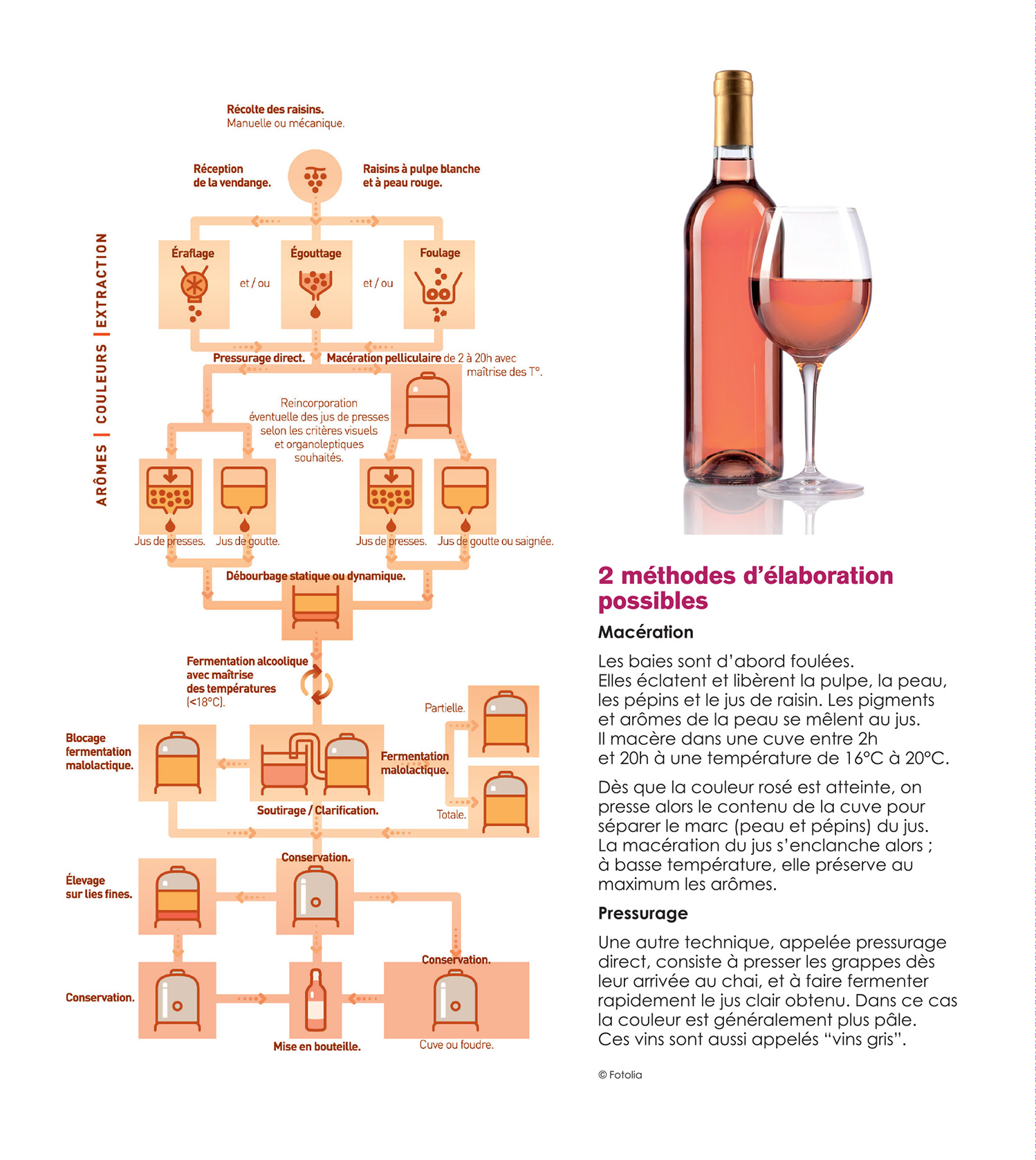 Vinification : Comment est fait le vin ?