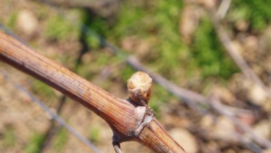 Calendrier de la vigne