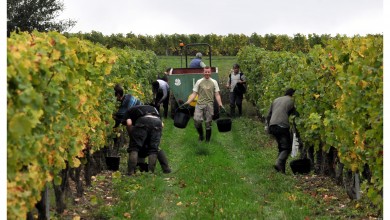 Métiers des vignes