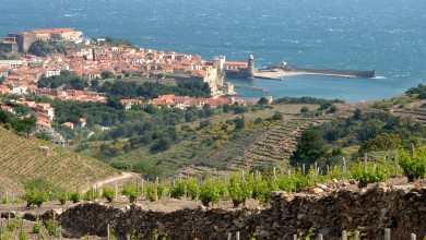 Vigne et terroir