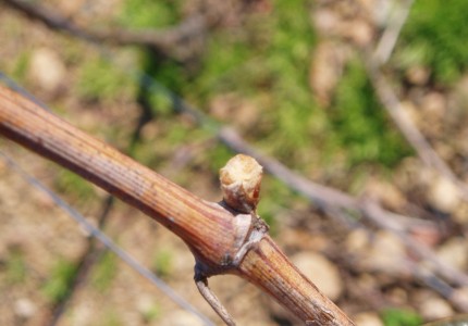 Calendrier de la vigne