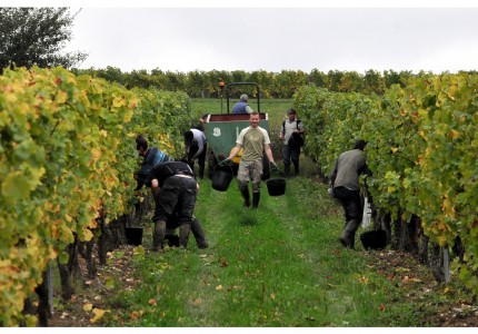 Métiers des vignes