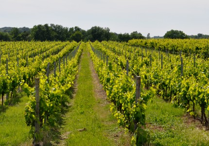 Pécharmant vignoble de Bergerac
