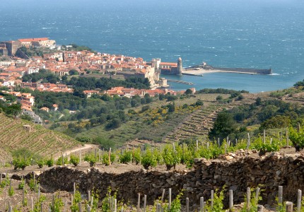 Vigne et terroir