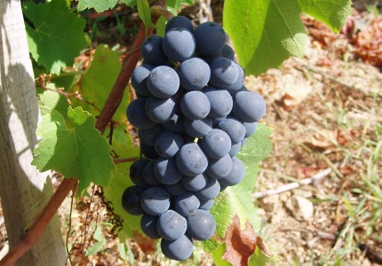 veraison rouge