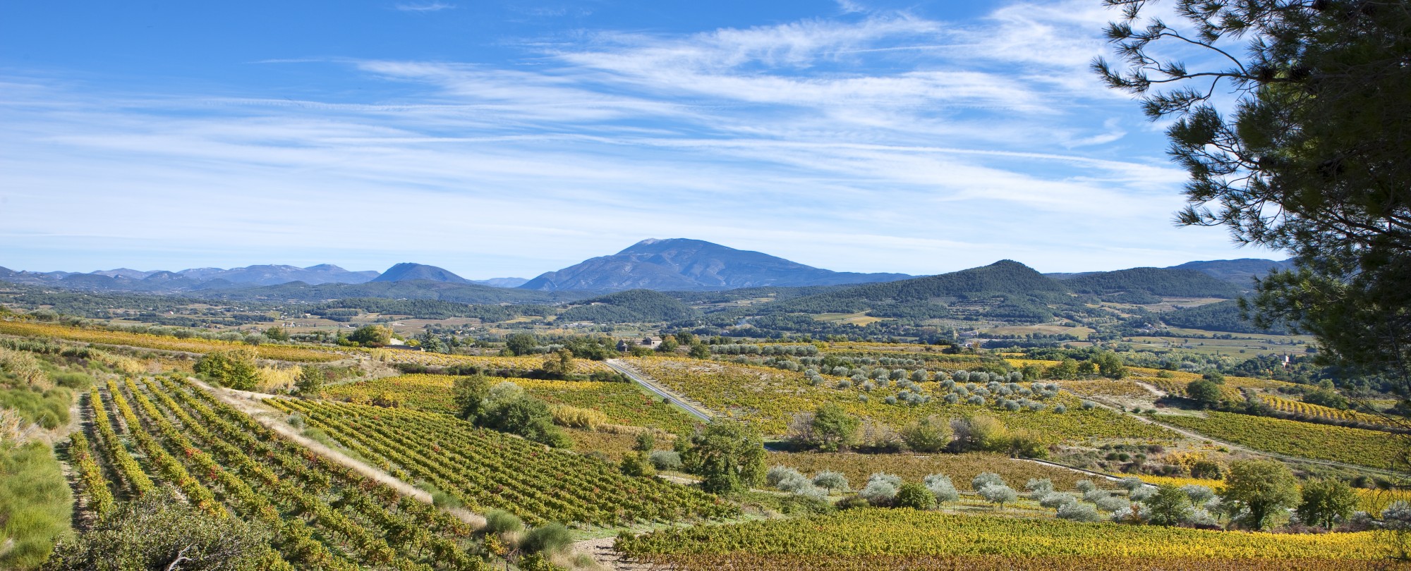 Vignoble du Rhône